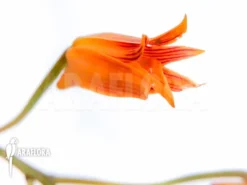 Orchid 'Bifrenaria Aureo-fulva' Starter' -Green Haven Sales Store Bifrenaria aureo fulva Starter 3