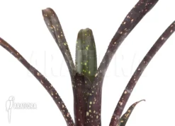 Bromeliad 'Billbergia Amoena'