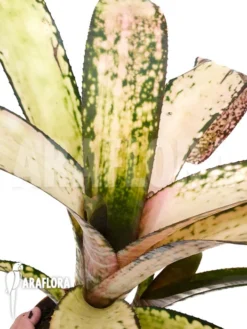 Bromeliad 'Billbergia Clone A1'