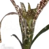 Bromeliad 'Billbergia Clone A2'