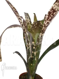 Bromeliad 'Billbergia Clone A2'