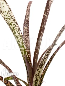 Bromeliad 'Billbergia Clone A3'