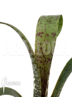 Bromeliad 'Billbergia Clone A4'