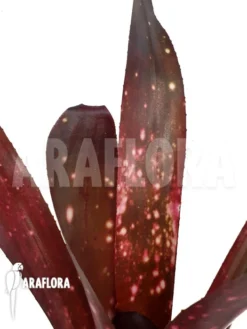 Bromeliad 'Billbergia Clone A6'