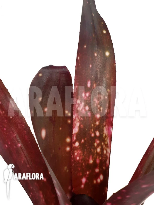 Bromeliad 'Billbergia Clone A6' 1 Bromeliad 'Billbergia Clone A6'