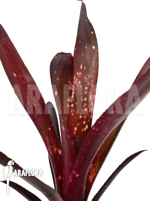 Bromeliad 'Billbergia Clone A6' 2 Bromeliad 'Billbergia Clone A6' - Image 2