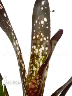 Bromeliad 'Billbergia Clone A7'