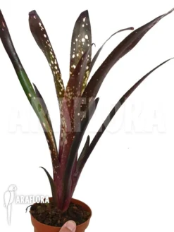 Bromeliad 'Billbergia Clone A7' -Green Haven Sales Store Billbergia clone20A7 3