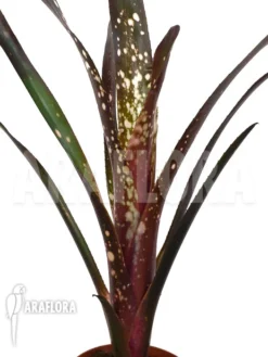 Bromeliad 'Billbergia Clone A7' -Green Haven Sales Store Billbergia clone20A7 4