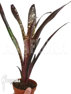 Bromeliad 'Billbergia Clone A7' -Green Haven Sales Store Billbergia clone20A7 5
