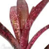 Bromeliad 'Billbergia Clone A8'