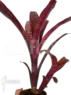 Bromeliad 'Billbergia Clone A8' 9 Bromeliad 'Billbergia Clone A8' -Green Haven Sales Store Billbergia clone20A8 2