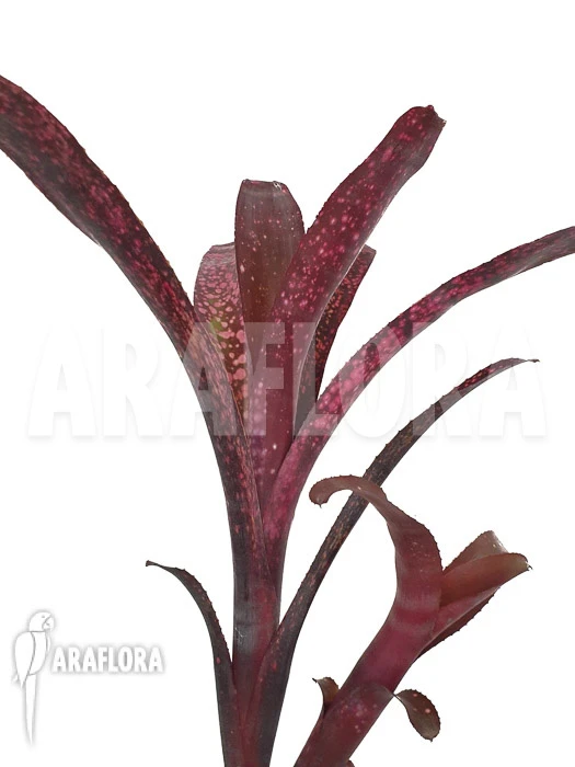 Bromeliad 'Billbergia Clone A8' 4 Bromeliad 'Billbergia Clone A8' - Image 4