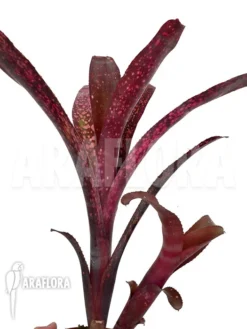 Bromeliad 'Billbergia Clone A8' 7 Bromeliad 'Billbergia Clone A8' -Green Haven Sales Store Billbergia clone20A8 4
