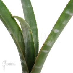 Bromeliad 'Billbergia Kuhlmanii'