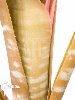 Bromeliad 'Billbergia Kuhlmanii' -Green Haven Sales Store Billbergia kuhlmanii 4