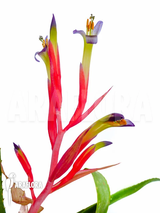 Bromeliad 'Billbergia Lietzei' 1 Bromeliad 'Billbergia Lietzei'
