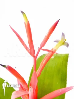 Bromeliad 'Billbergia Leptopoda'