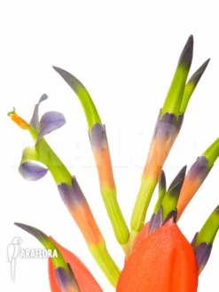 Bromeliad 'Billbergia Morelli' -Green Haven Sales Store Billbergia morelli 3