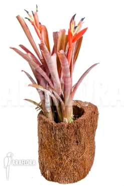 Bromeliad 'Billbergia Morelli'