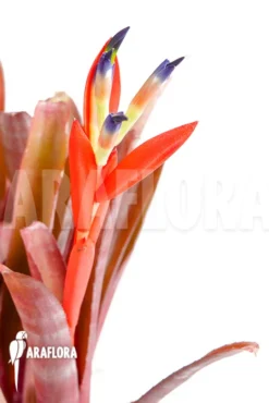 Bromeliad 'Billbergia Morelli' -Green Haven Sales Store Billbergia morelli 7