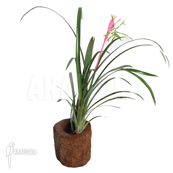 Bromeliad 'Billbergia Nutans' 2 Bromeliad 'Billbergia Nutans' - Image 2