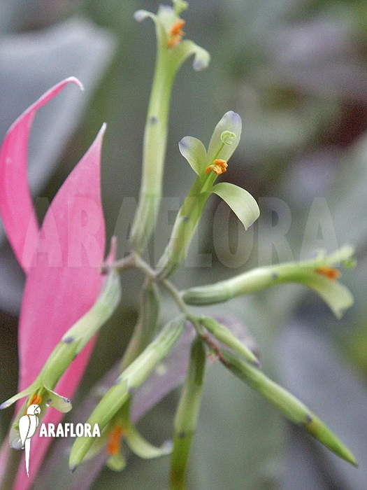 Bromeliad 'Billbergia Nutans' 3 Bromeliad 'Billbergia Nutans' - Image 3