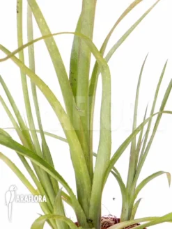 Bromeliad 'Billbergia Nutans' 9 Bromeliad 'Billbergia Nutans' -Green Haven Sales Store Billbergia nutans 4