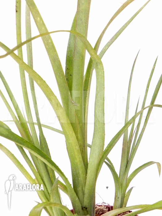 Bromeliad 'Billbergia Nutans' 4 Bromeliad 'Billbergia Nutans' - Image 4