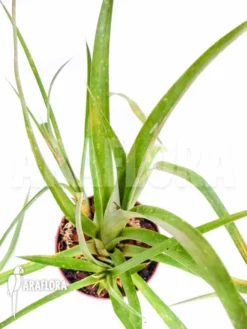 Bromeliad 'Billbergia Nutans' 10 Bromeliad 'Billbergia Nutans' -Green Haven Sales Store Billbergia nutans 5