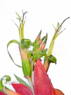 Bromeliad 'Billbergia X Windii (nutans X Decora)'