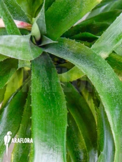 Bromeliad 'Billbergia X Windii (nutans X Decora)' -Green Haven Sales Store Billbergia x windii nutans x decora 2