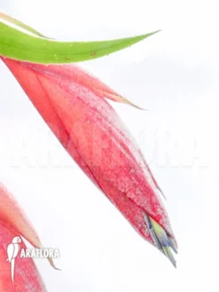 Bromeliad 'Billbergia X Windii (nutans X Decora)' -Green Haven Sales Store Billbergia x windii nutans x decora 3