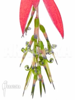 Bromeliad 'Billbergia X Windii (nutans X Decora)' -Green Haven Sales Store Billbergia x windii nutans x decora 4