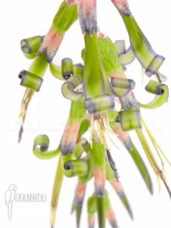 Bromeliad 'Billbergia X Windii (nutans X Decora)' -Green Haven Sales Store Billbergia x windii nutans x decora 5