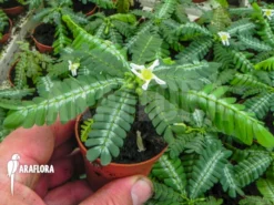 Biophytum X Snowman -Green Haven Sales Store Biophyttum x Snowman 2