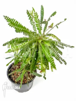 Biophytum Sensitivum 'XL'