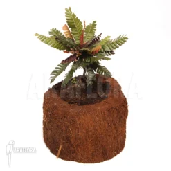 Biophytum Zenkeri -Green Haven Sales Store Biophytum zenkeri 2