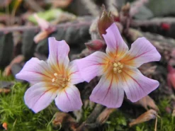 Biophytum Zenkeri -Green Haven Sales Store Biophytum zenkeri 3 1