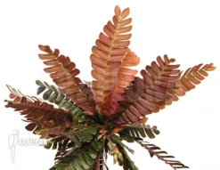 Biophytum Zenkeri -Green Haven Sales Store Biophytum zenkeri 4 1