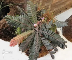 Biophytum Zenkeri Starter -Green Haven Sales Store Biophytum zenkeri 7