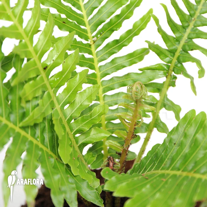 Tree Fern 'Blechnum Gibbum' 1 Tree Fern 'Blechnum Gibbum'