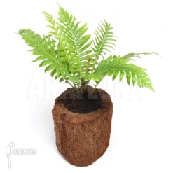 Tree Fern 'Blechnum Gibbum' 5 Tree Fern 'Blechnum Gibbum' -Green Haven Sales Store Blechnum gibbum 2