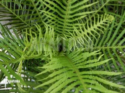 Silver Lady Tree Fern 'Blechnum Gibbum' (XL) -Green Haven Sales Store Blechnum gibbum L 2