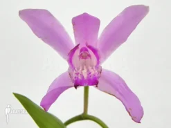 Outdoor Orchid 'Bletilla Striata'