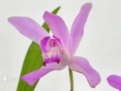 Outdoor Orchid 'Bletilla Striata' -Green Haven Sales Store Bletilla striata 3