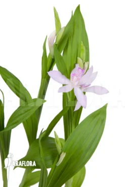 Outdoor Orchid 'Bletilla Striata' -Green Haven Sales Store Bletilla striata 5