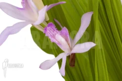 Outdoor Orchid 'Bletilla Striata' -Green Haven Sales Store Bletilla striata 6