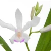 Outdoor Orchid 'Bletilla Striata'