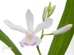 Outdoor Orchid 'Bletilla Striata'